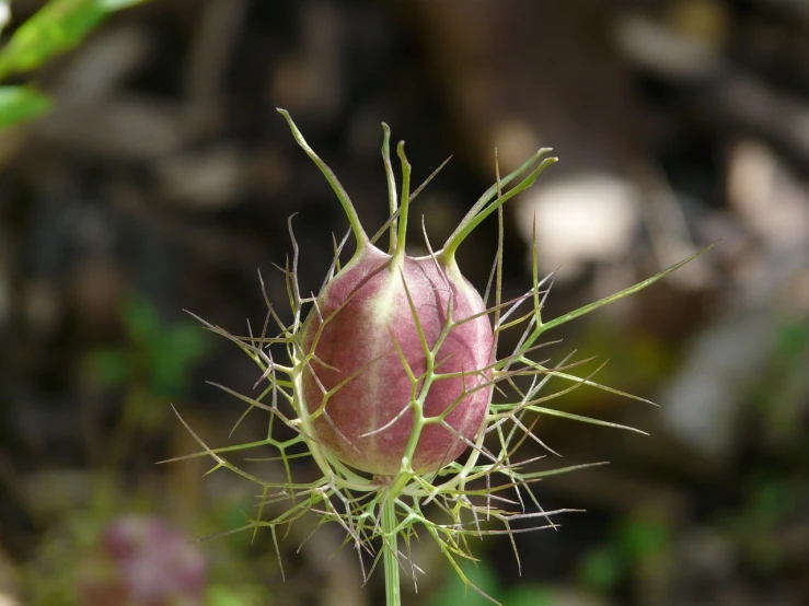 a thistle plant is standing tall in the wild