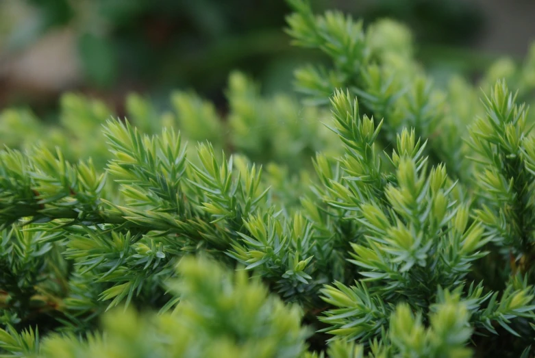 many green bush nches are close together and in focus