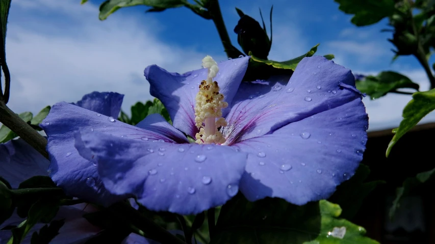 the blue flower has water droplets on it