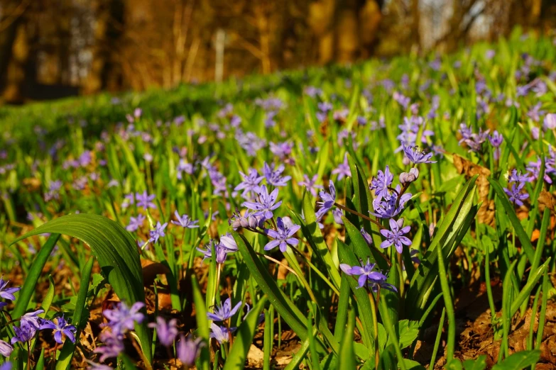 many blue flowers in the grass near the trees