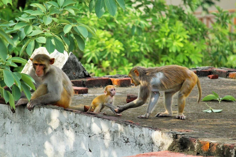 three monkeys sitting and one walking on a ledge