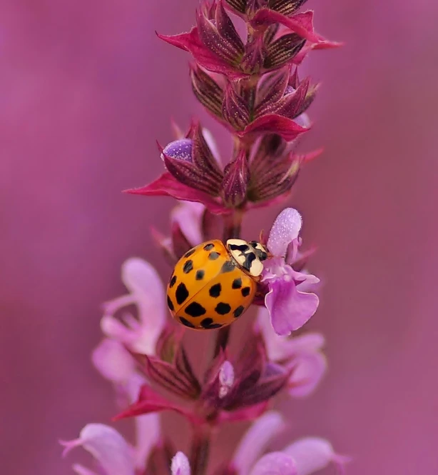 a bug is standing on a flower and it's eyes are wide open