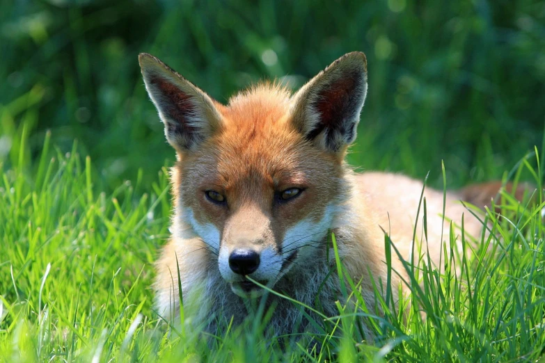 the fox is looking straight ahead while laying in the grass