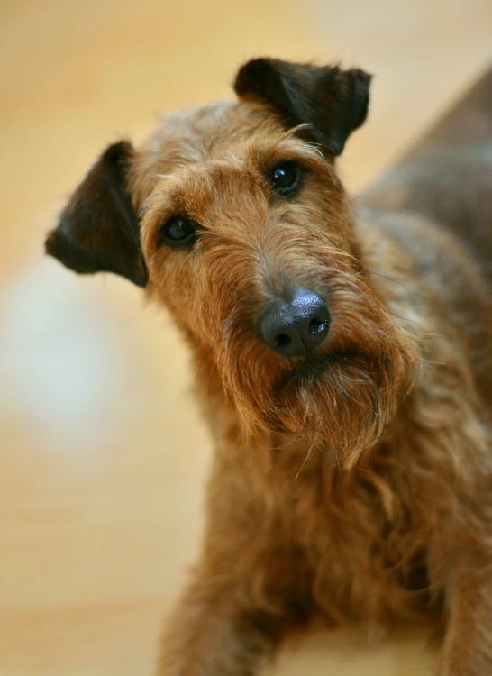 a close up po of a dog looking at the camera