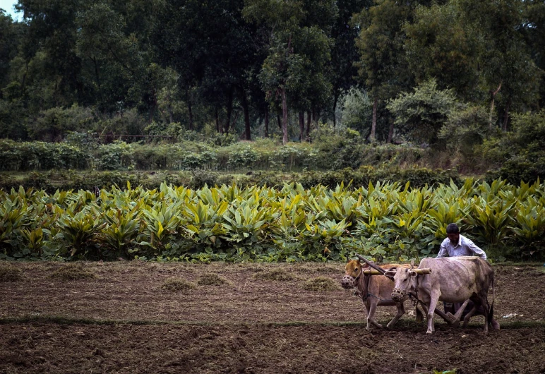 a man with two cows walking on dirt road next to a forest