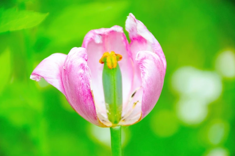 a very pretty pink flower in front of some grass