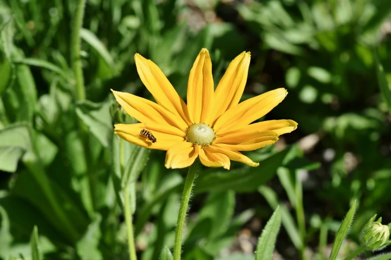 there is a bee on a yellow flower