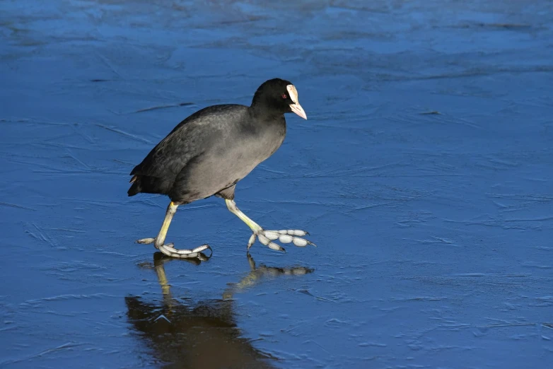 an image of a black bird walking in the ice