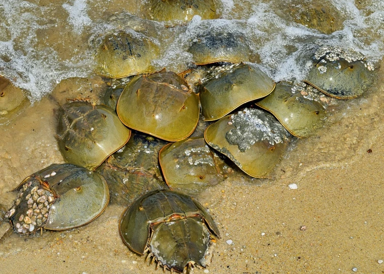 there are many turtles that have come to eat from the sand