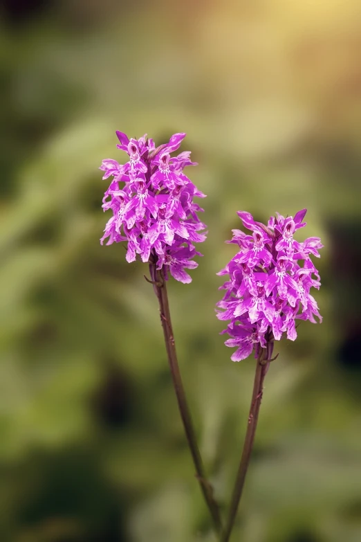 a closeup of two wild purple flowers