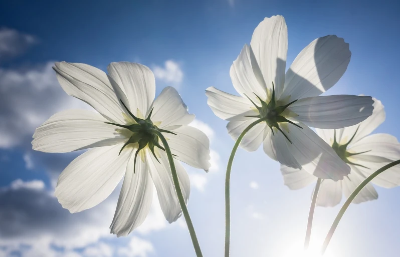 a group of white flowers against the sun's blue sky