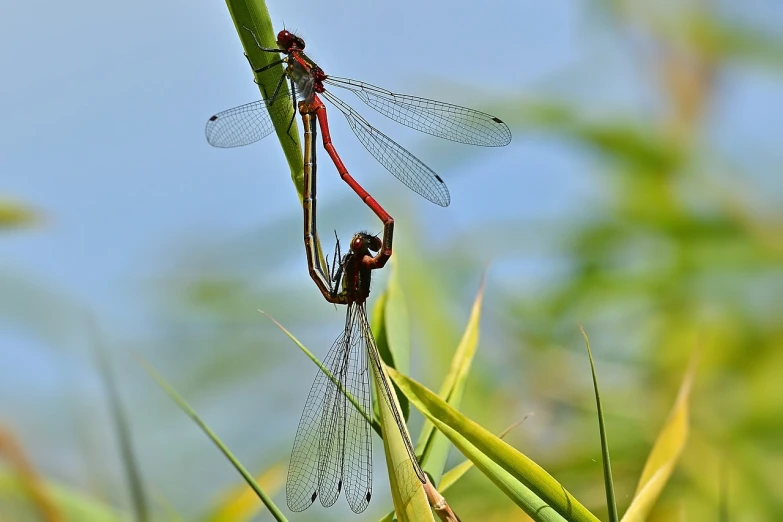 a couple of dragonflies sitting on top of a green plant