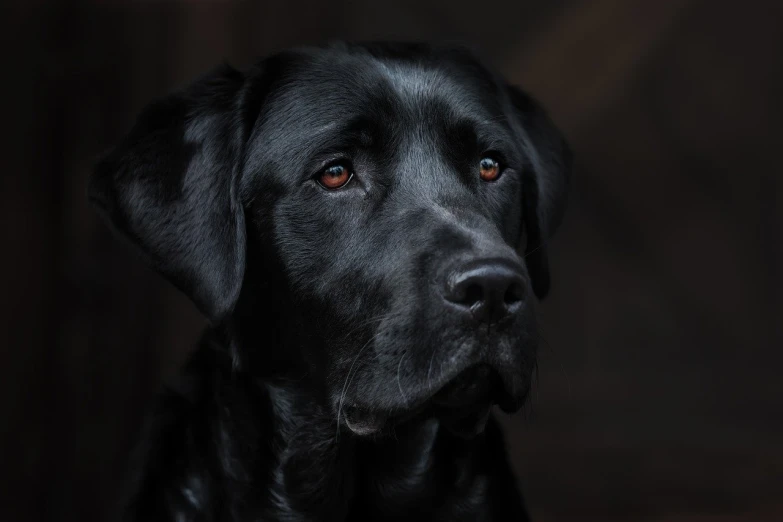 a black dog with orange eyes and his tongue out