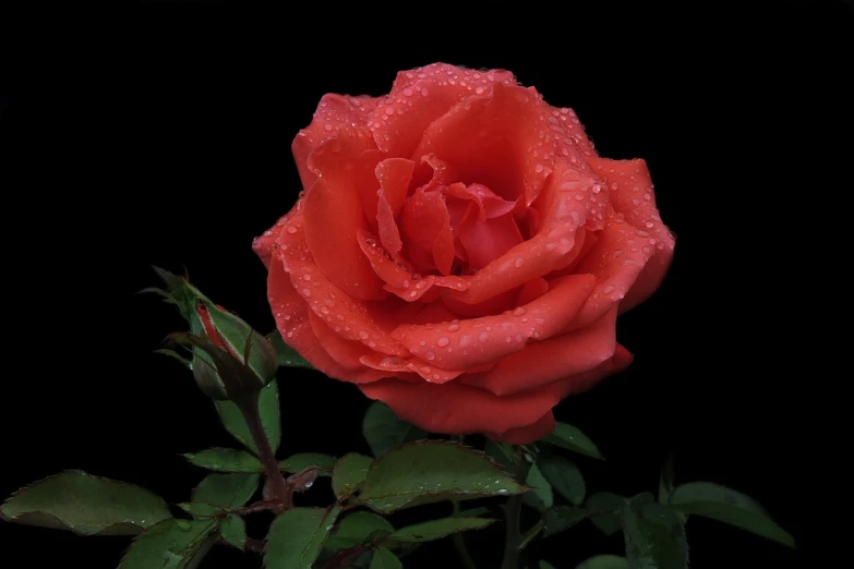 a large red rose sitting on top of a leaf covered bush