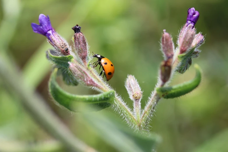 a lady bug sits on a purple flower