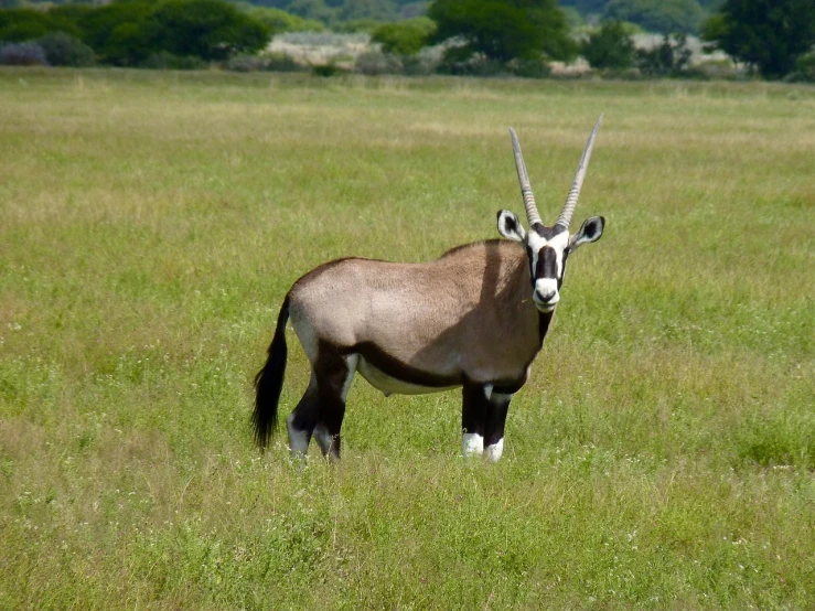 an antelope is standing alone in the middle of a field