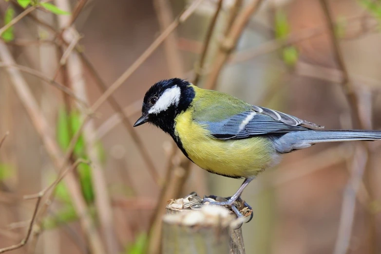 a small bird on top of a wooden stump