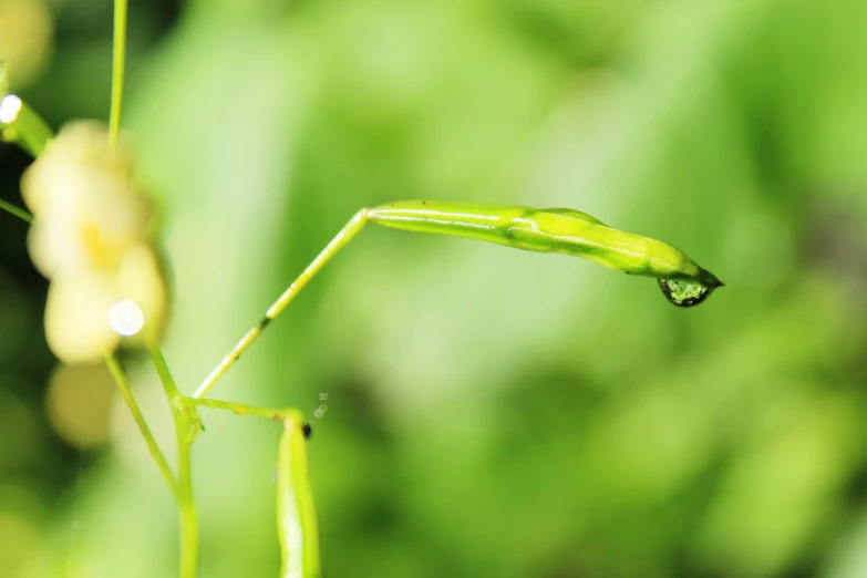 a close up of a single green peal