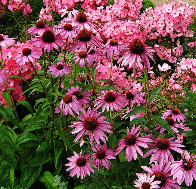 a field full of pink flowers next to a sidewalk