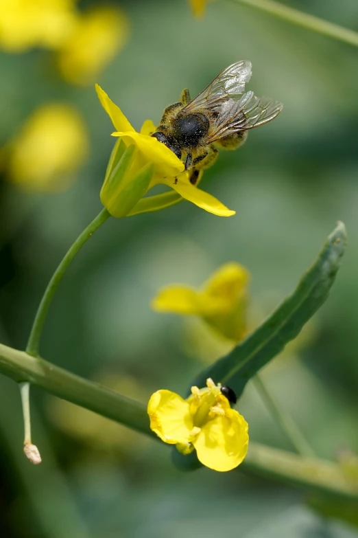 a honeybee on top of a yellow flower