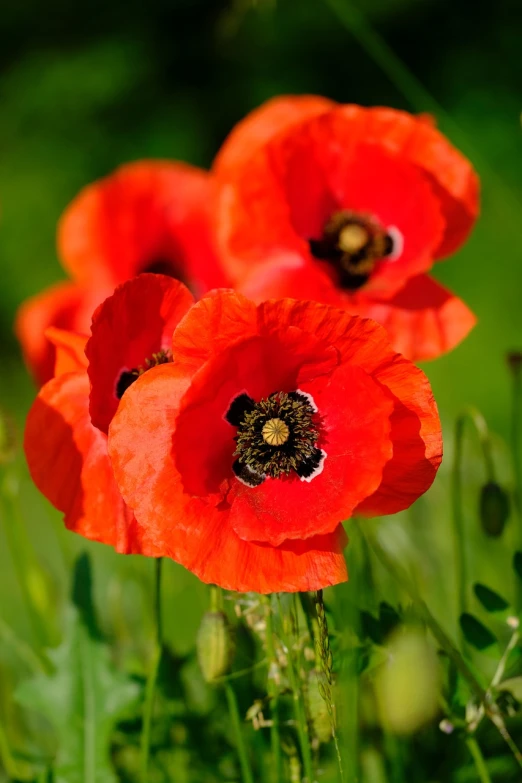 some red poppies in the tall grass