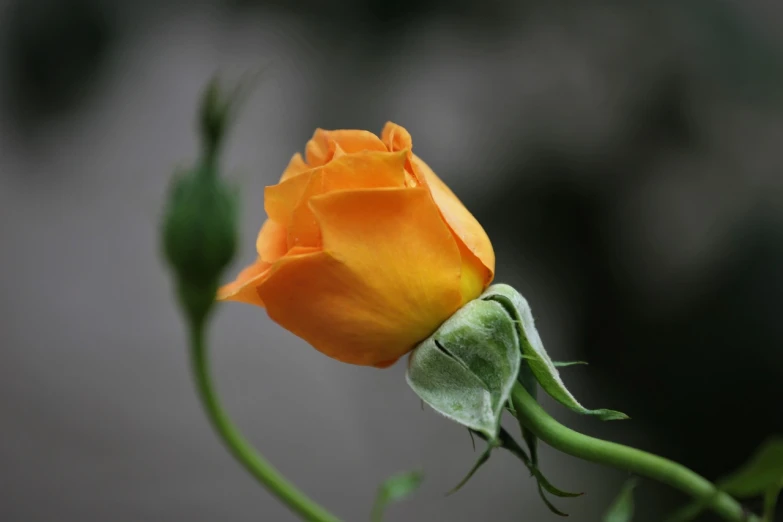 a yellow rose is on a stem with leaves