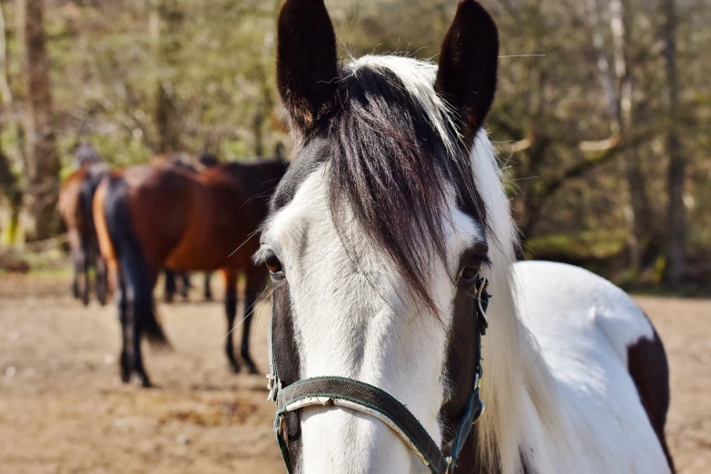 two horses are standing in the field together