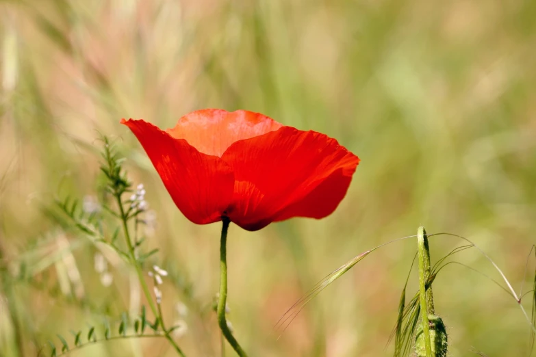 a single flower in the middle of some tall grass