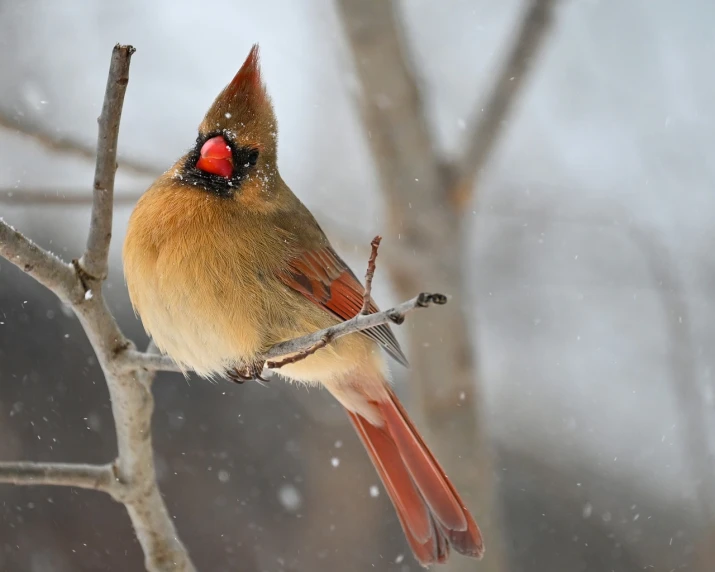 a close up of a bird on a tree nch with snow