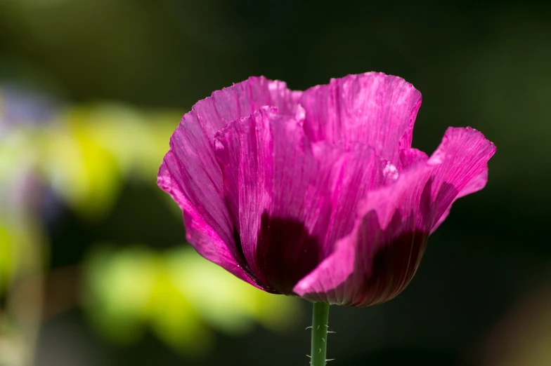 a single flower with drops of water on it