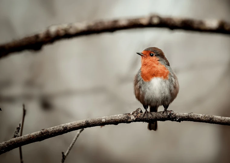 a bird sitting on a nch with it's beak raised