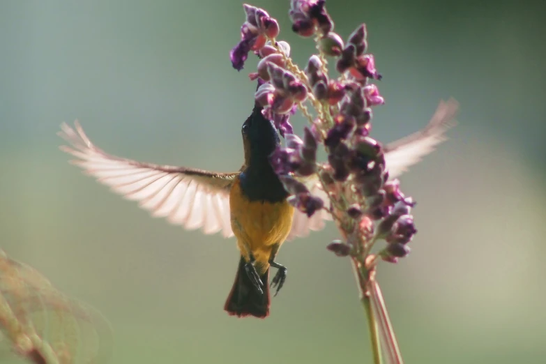 a small bird that is on a plant