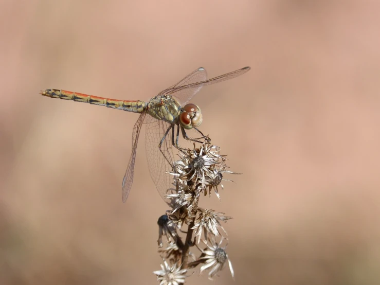 a dragon fly perched on top of a flower