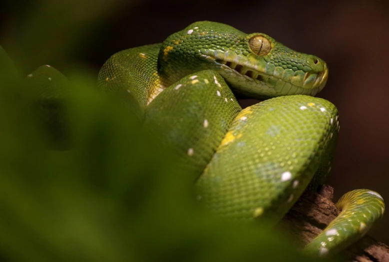 a green snake resting on a tree nch