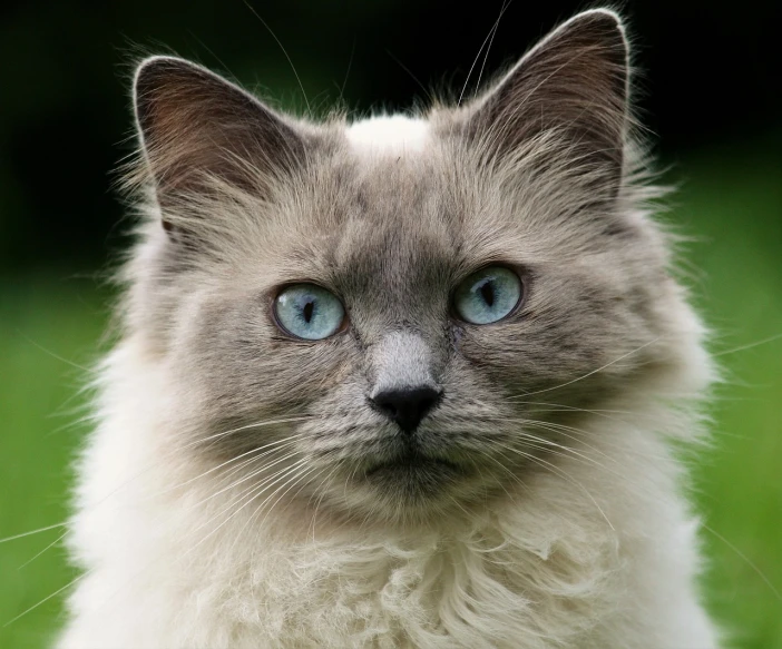 there is a cat with blue eyes on a grass field