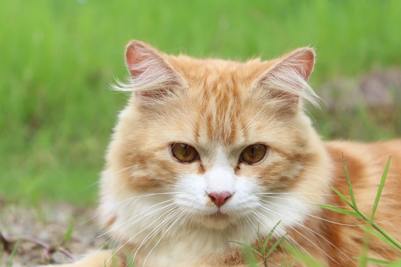 an orange and white cat laying in the grass