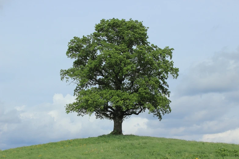 there is a very large green tree on a hill