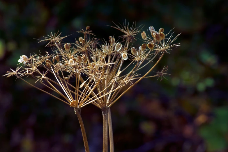 plant flowers with some large brown buds against a backdrop of grass