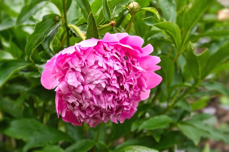 a large pink flower with lots of green leaves