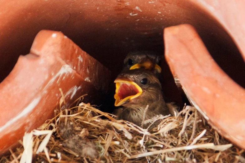 a baby bird with it's head sticking out from the hole in a large clay pot
