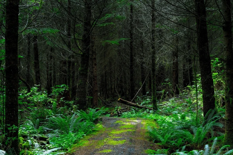 a path in the woods leads to an obstacle track