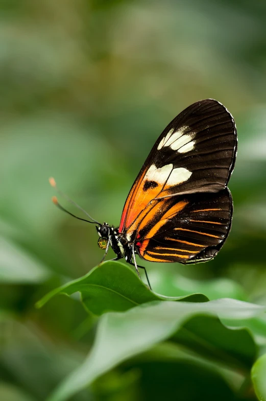 an orange and black erfly sitting on top of leaves