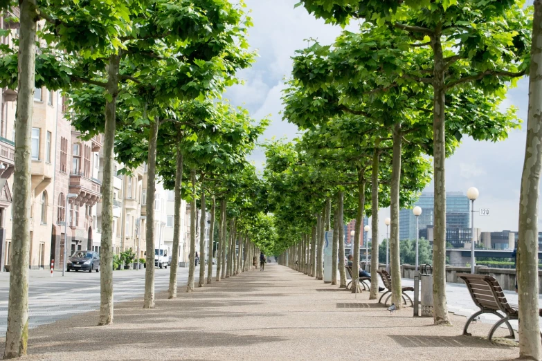 a row of benches is lining the street near many trees