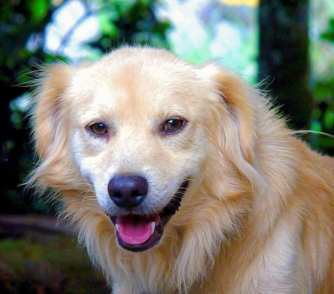 a dog that is standing in the grass