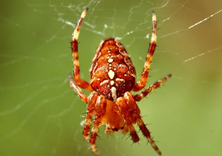 a spider with many drops of water all around it