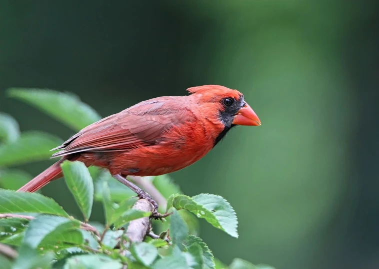 a red bird sitting on top of a leaf filled tree nch
