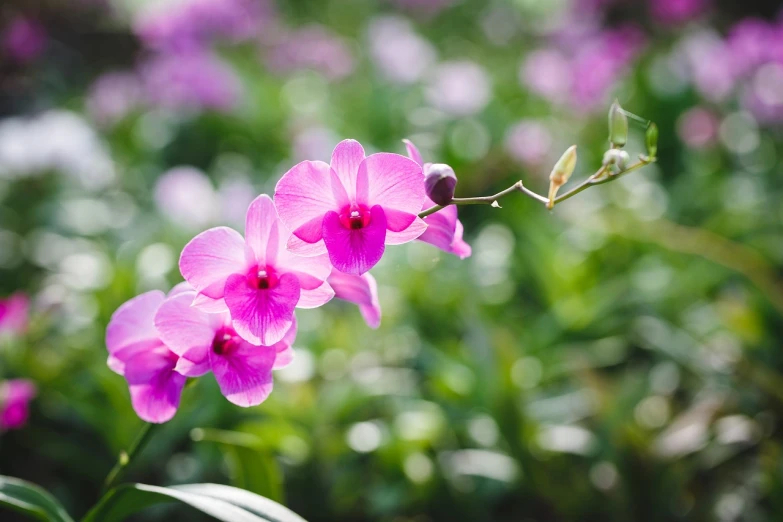 pink flowers are shown blooming in the middle of green plants