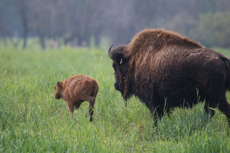 a bison and calf walk through the grassy plains