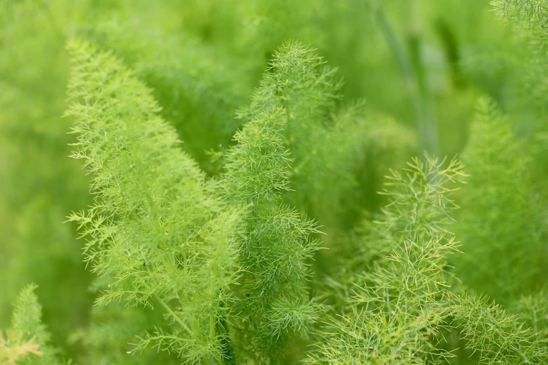 a close - up of several green grass plants in a field