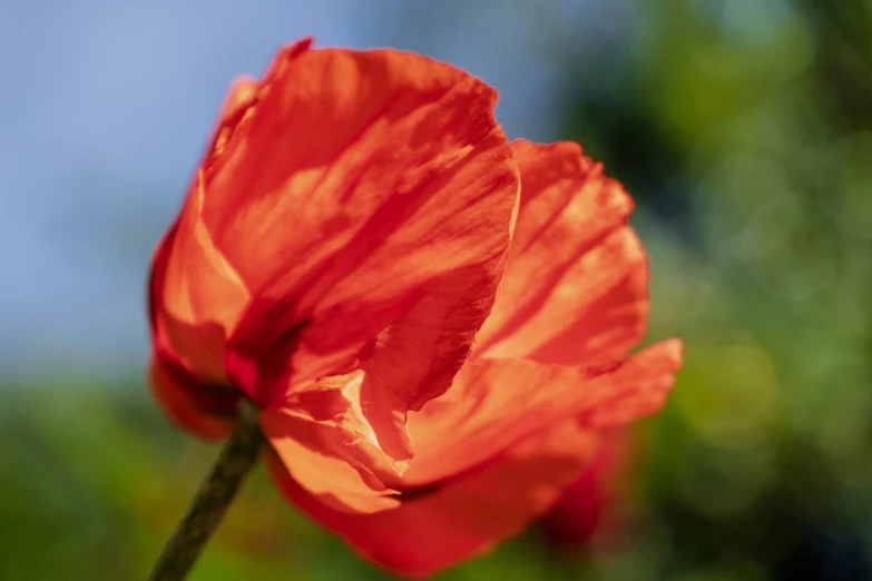 a close up of an orange flower